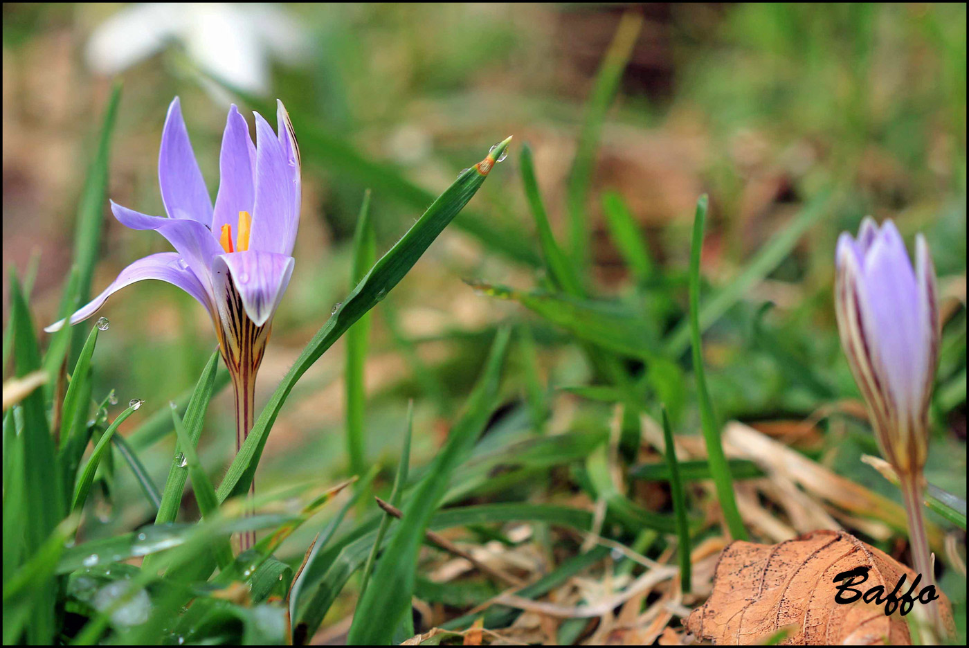 Crocus reticulatus / Zafferano triestino